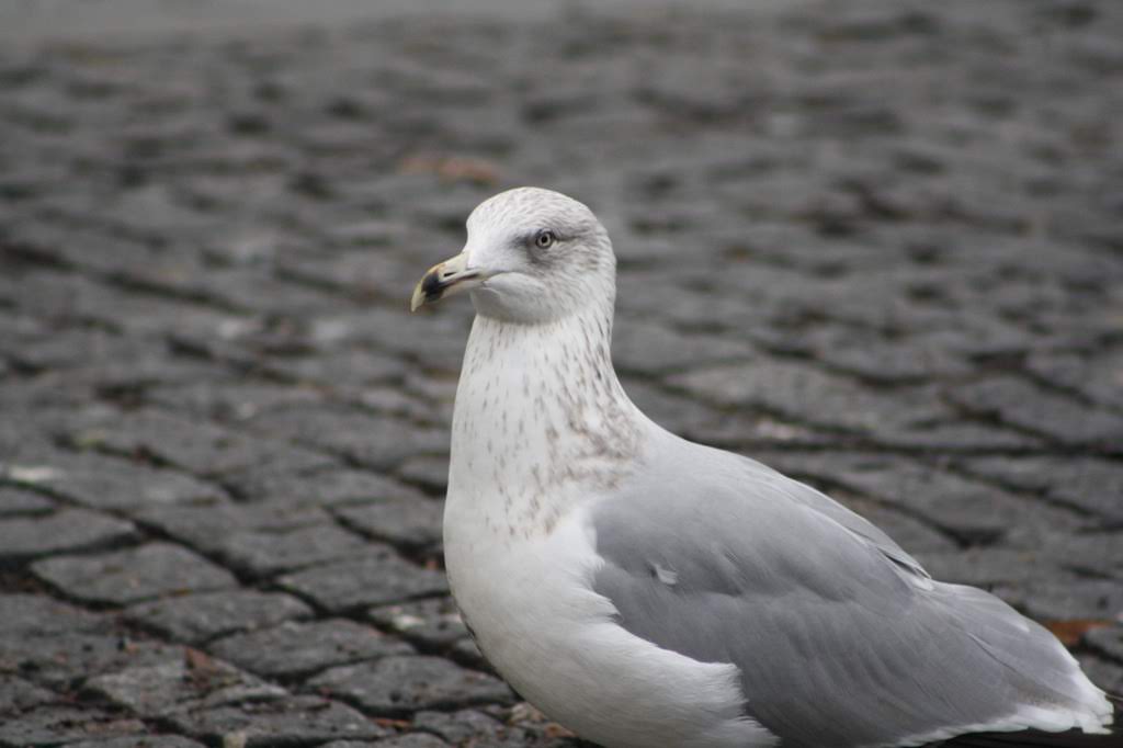 Another Seagull