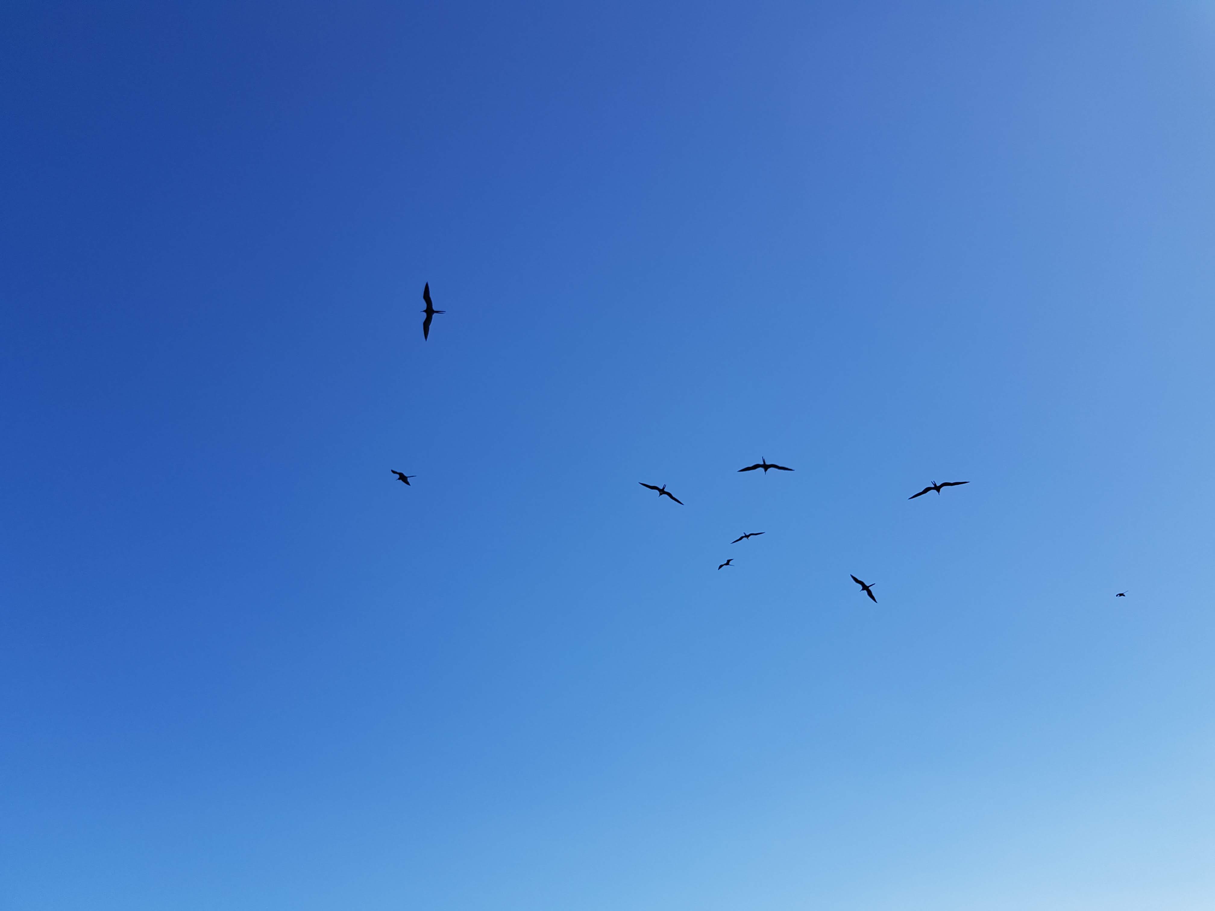 More flying birds